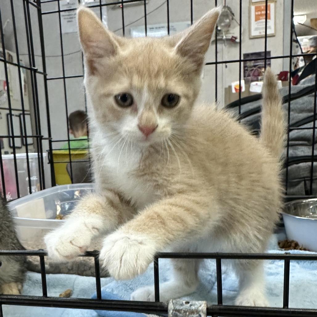 Firefly — thumbnail 2