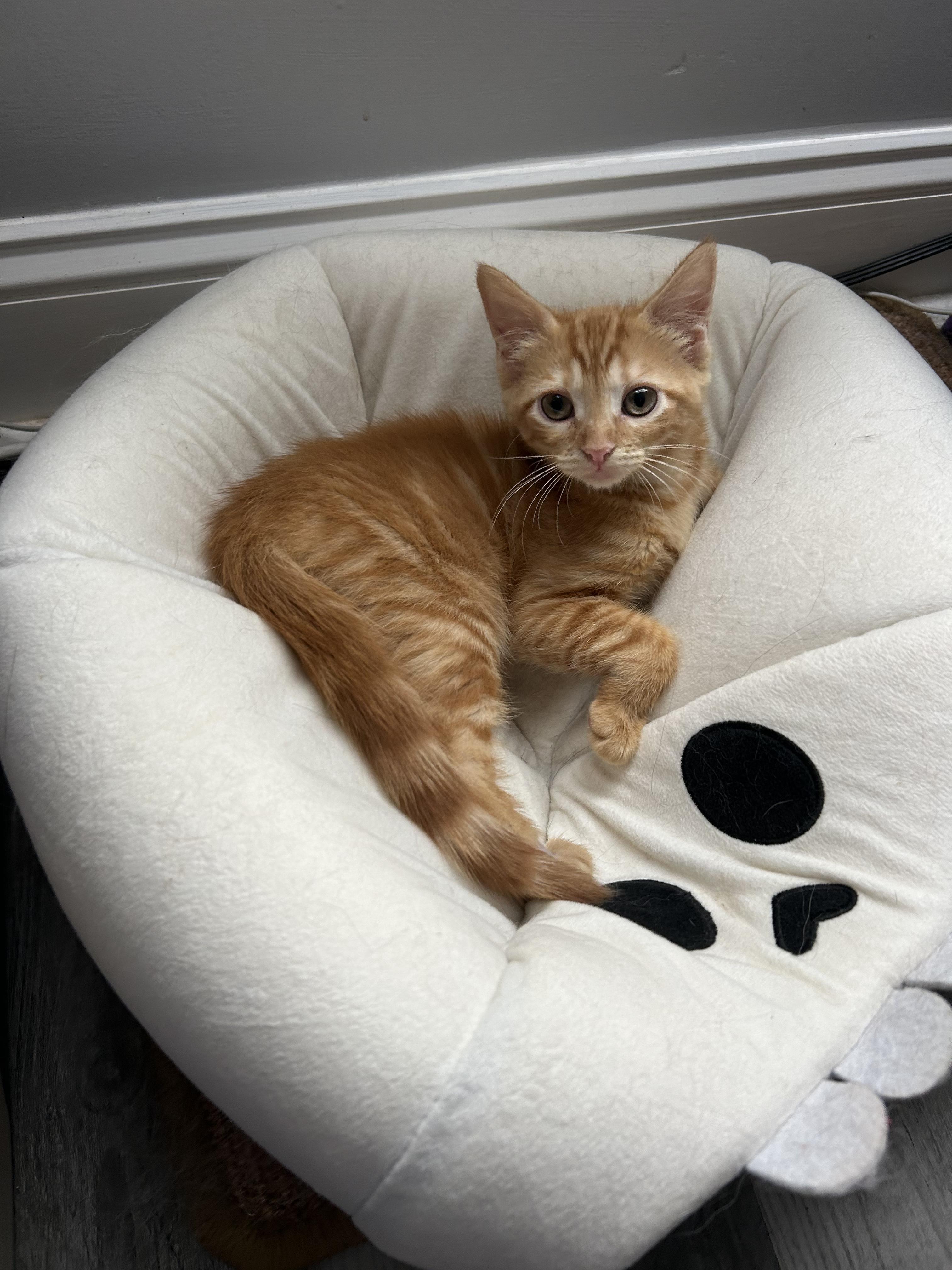 Azula, a ADOPTABLE Domestic Short Hair in Bear, DE image 2/4