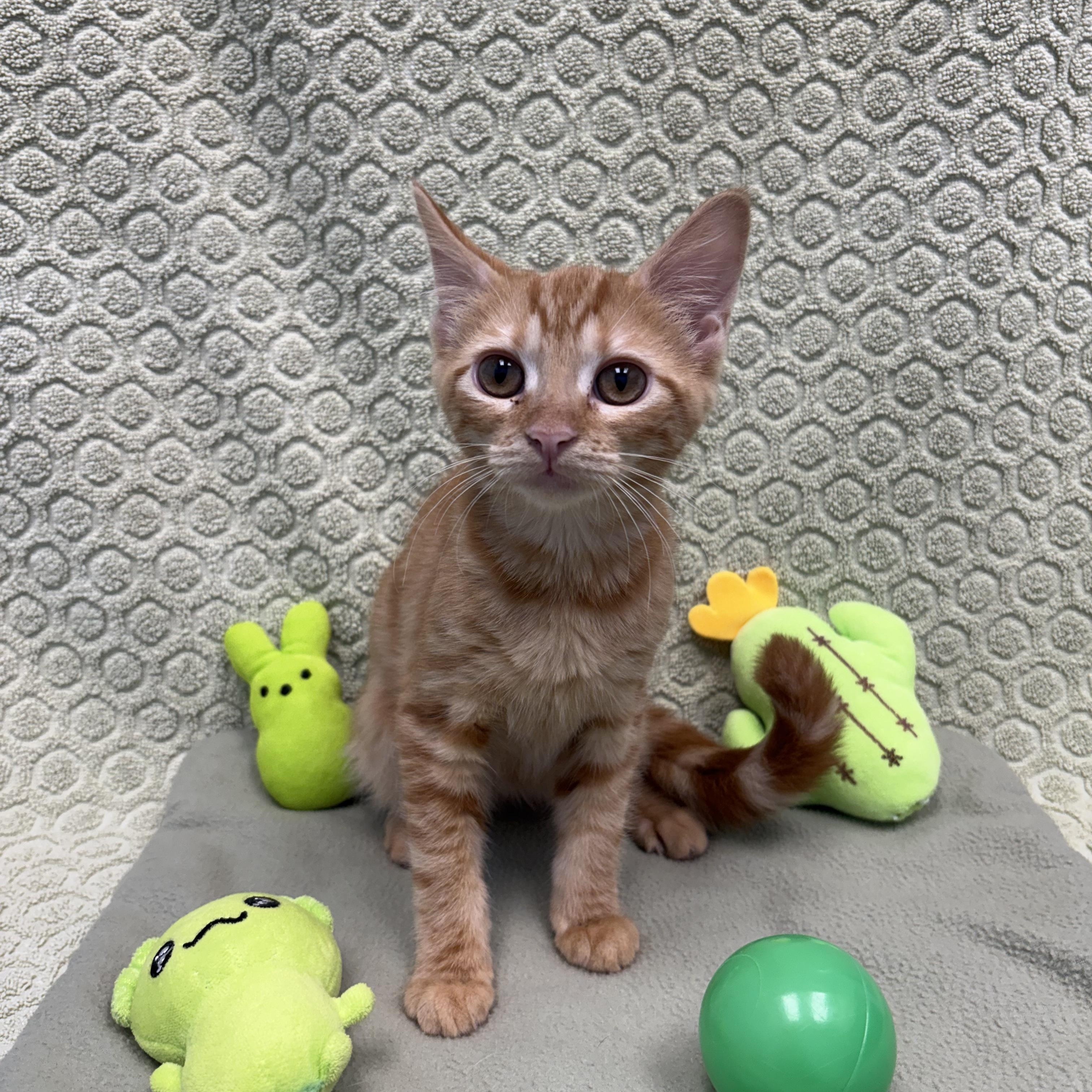Azula, a ADOPTABLE Domestic Short Hair in Bear, DE image 3/4