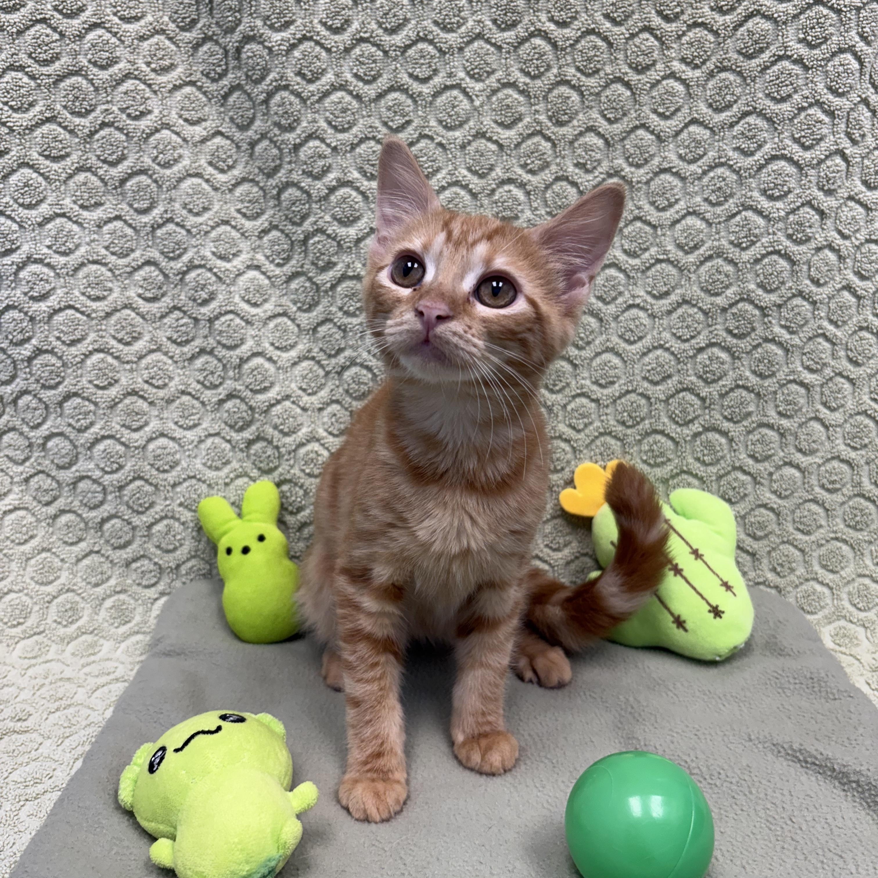 Azula, a ADOPTABLE Domestic Short Hair in Bear, DE image 1/4
