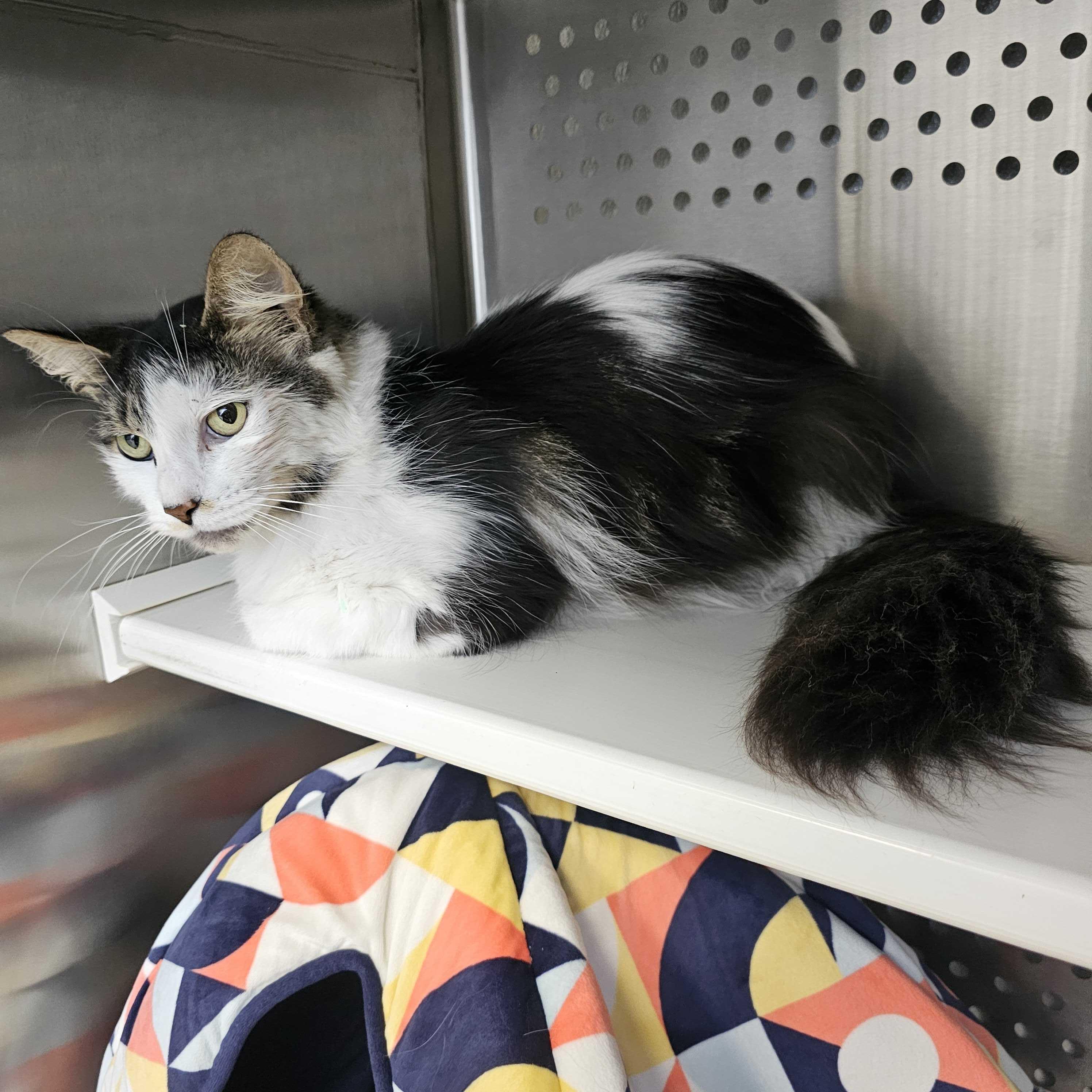 Heather, adoptable, Adult Female Domestic Long Hair.