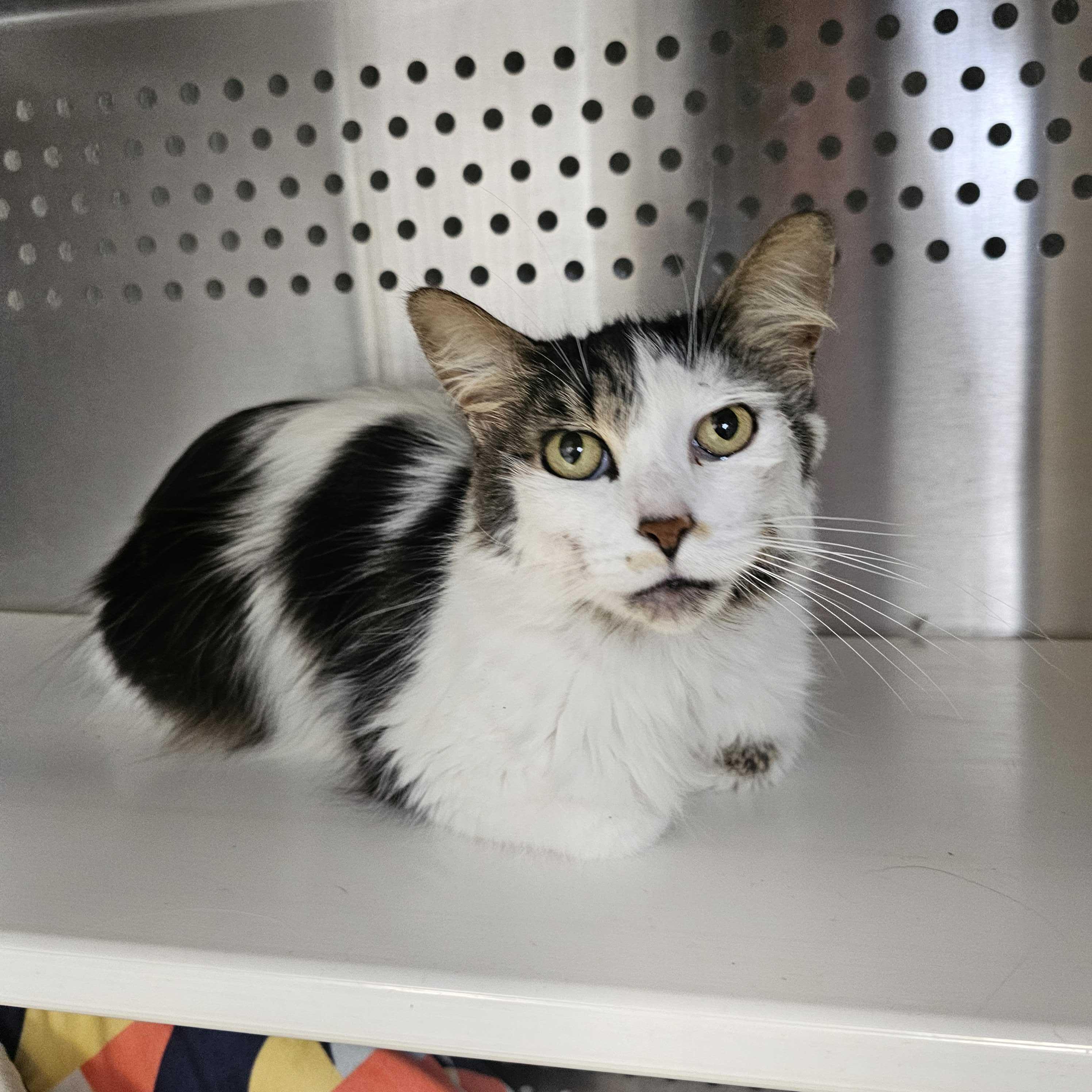 Heather, an adoptable Domestic Long Hair in Jackson, MI image 2/4