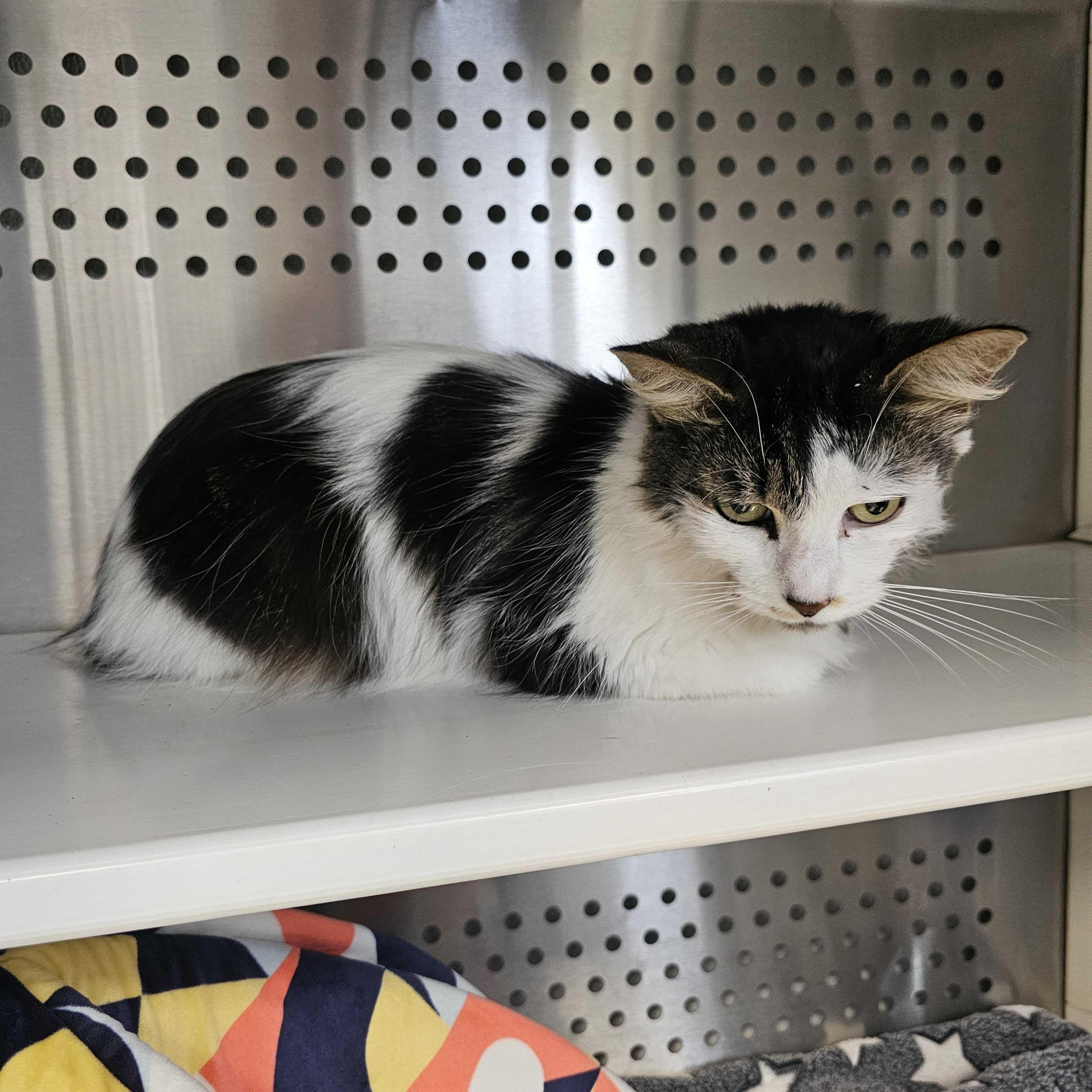 Heather, an adoptable Domestic Long Hair in Jackson, MI image 3/4