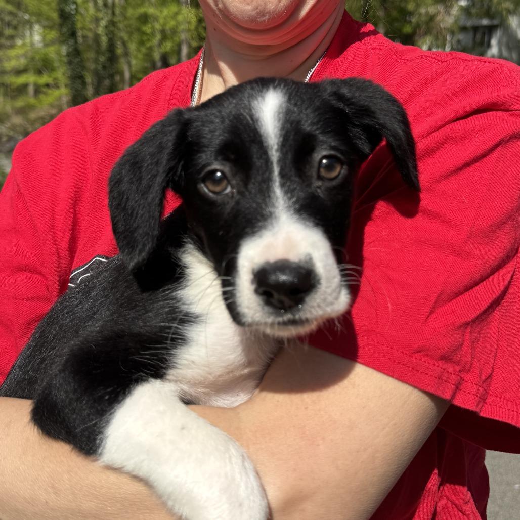 CT Rigatoni (Courtesy post in Stamford), Adoptable, Young Male Border Collie & Labrador Retriever.