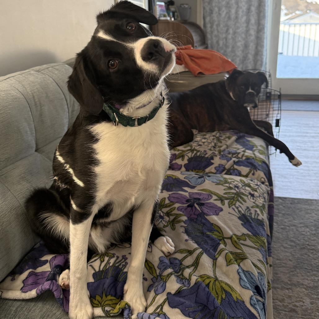 Enlarge CT Rigatoni (Courtesy post in Stamford), a Adoptable mixed breed in Stormville, NY image 6/6