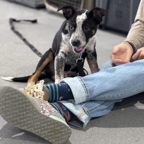Cooper, Adoptable, Puppy Male Mixed Breed & German Shepherd Dog.