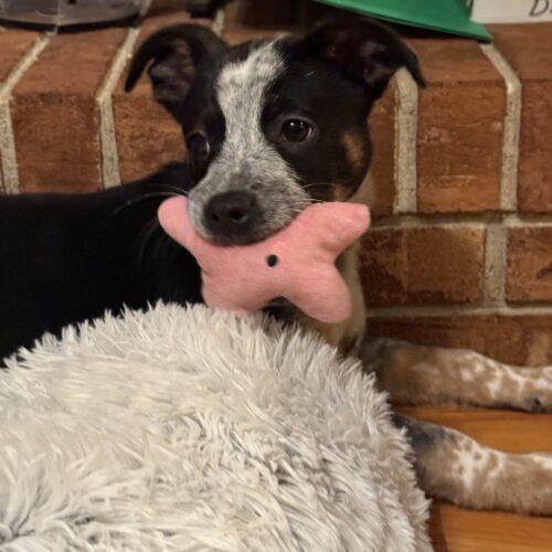 Cooper, Adoptable, Puppy Male Mixed Breed & German Shepherd Dog.