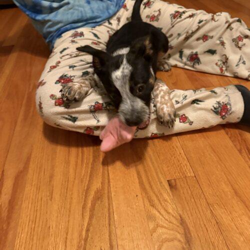 Enlarge Cooper, a Adoptable mixed breed in Christiansburg, VA image 2/4