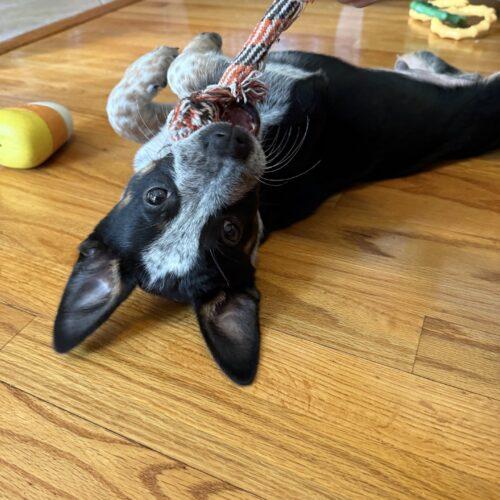 Enlarge Cooper, a Adoptable mixed breed in Christiansburg, VA image 3/4