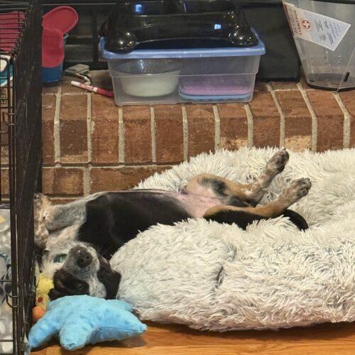 Enlarge Cooper, a Adoptable mixed breed in Christiansburg, VA image 4/4