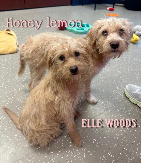 HONEY LEMON, Adoptable, Puppy Female Cairn Terrier & Mixed Breed.