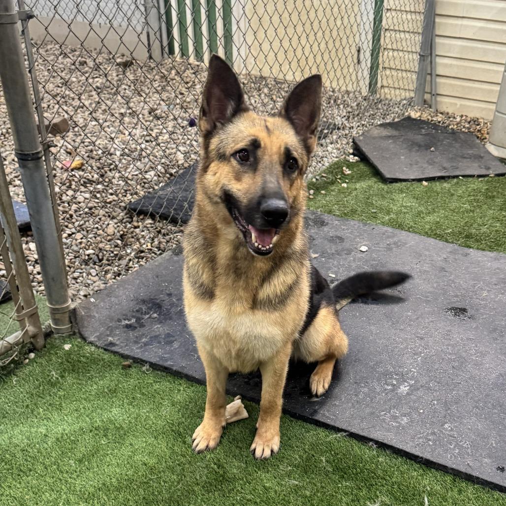 Stella 02/05/2026, Adoptable, Adult Female German Shepherd Dog.