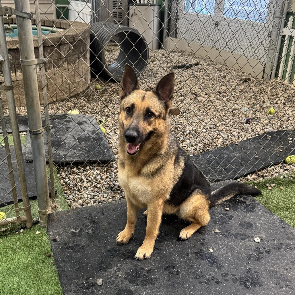 Enlarge Stella 02/05/2026, a Adoptable German Shepherd Dog in Van Horne, IA image 2/6