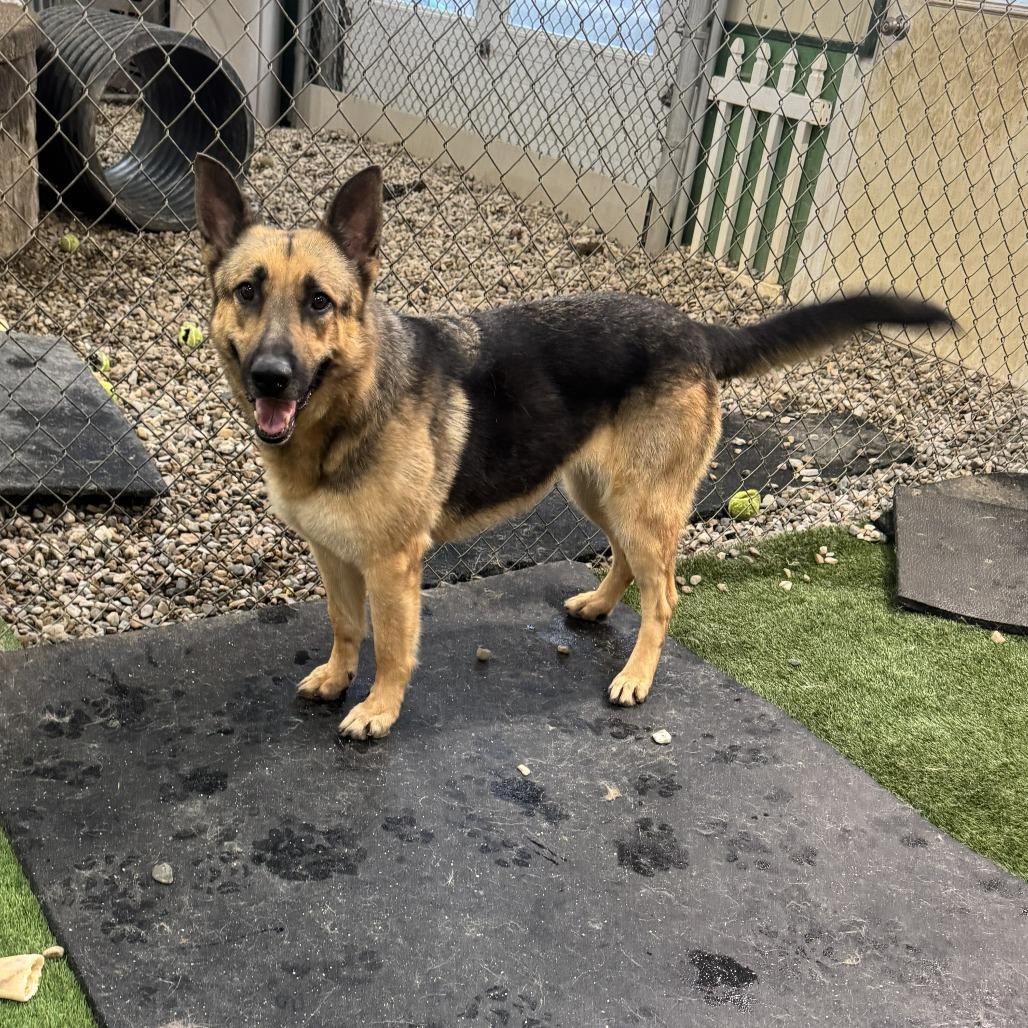 Enlarge Stella 02/05/2026, a Adoptable German Shepherd Dog in Van Horne, IA image 3/6