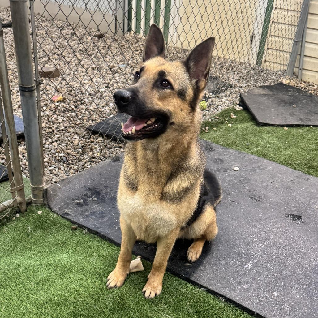 Enlarge Stella 02/05/2026, a Adoptable German Shepherd Dog in Van Horne, IA image 4/6