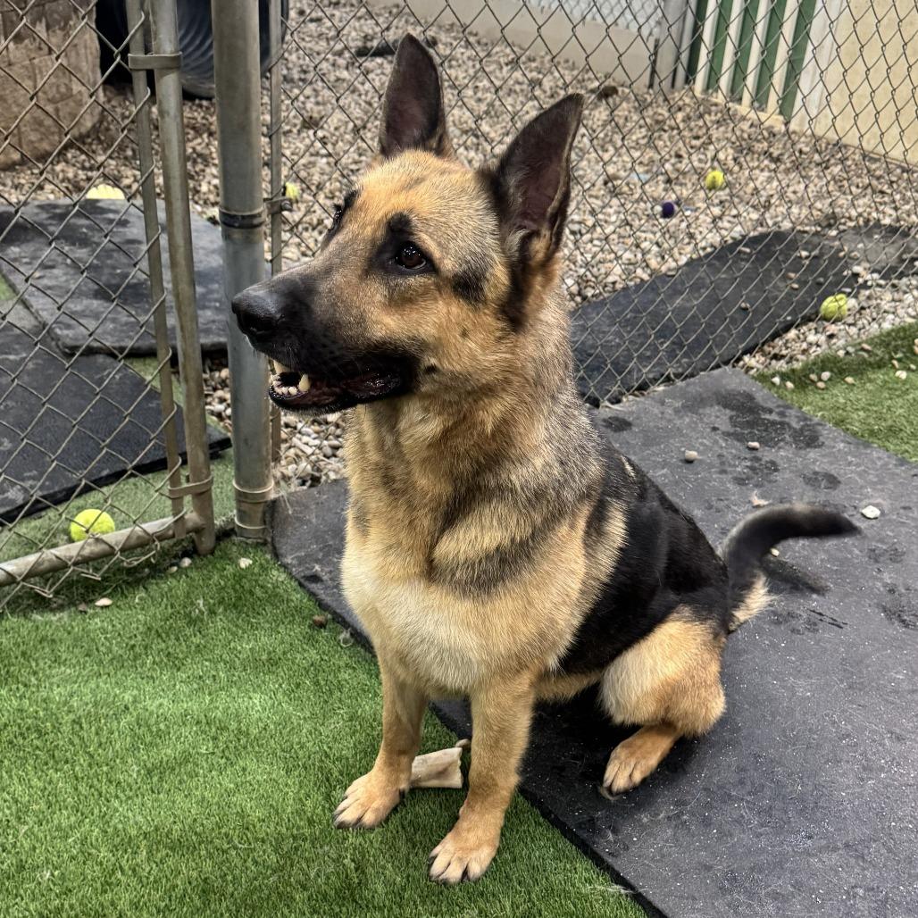 Enlarge Stella 02/05/2026, a Adoptable German Shepherd Dog in Van Horne, IA image 5/6