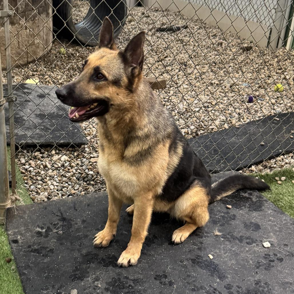 Enlarge Stella 02/05/2026, a Adoptable German Shepherd Dog in Van Horne, IA image 6/6