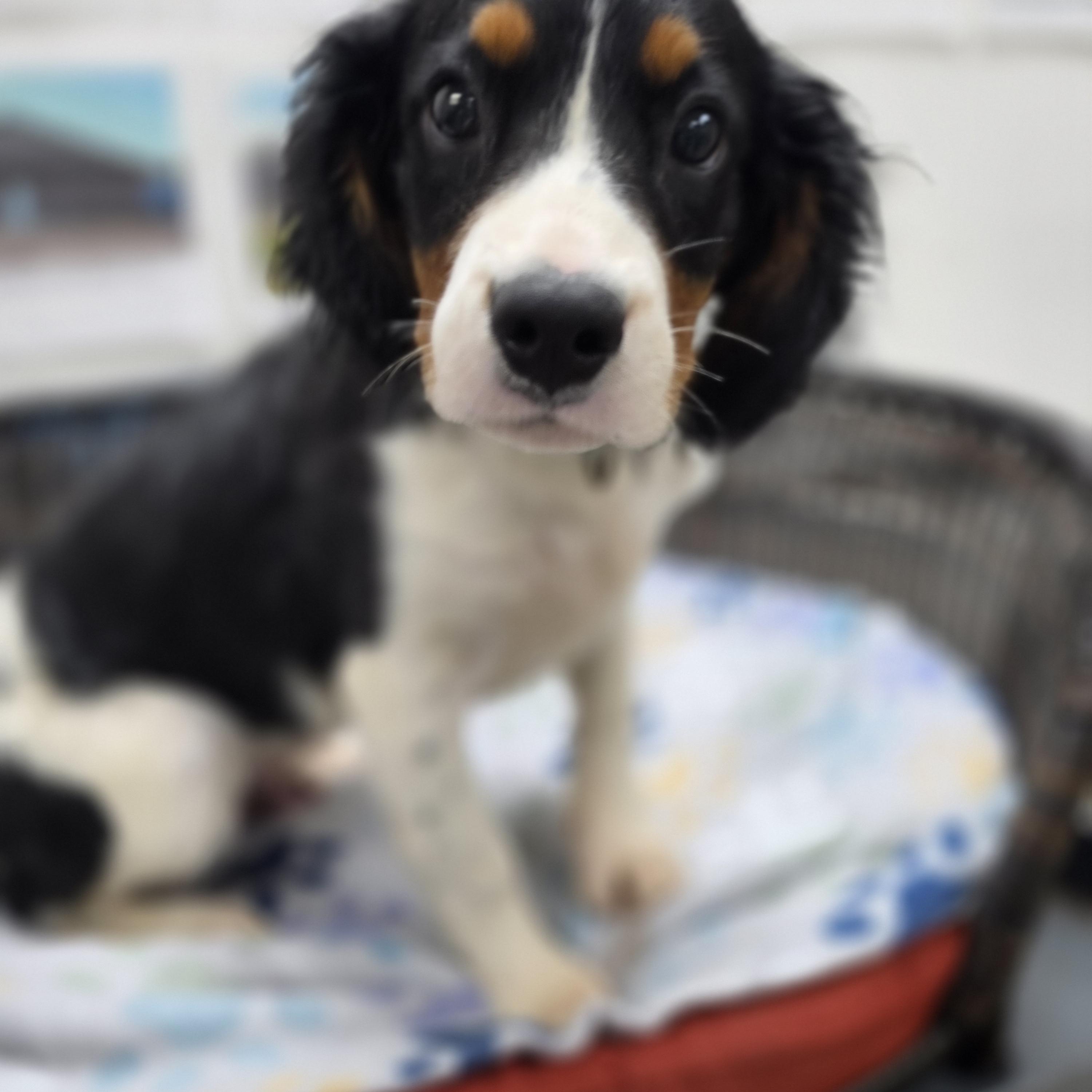 Jack, Adopted, Puppy Male Bernese Mountain Dog.