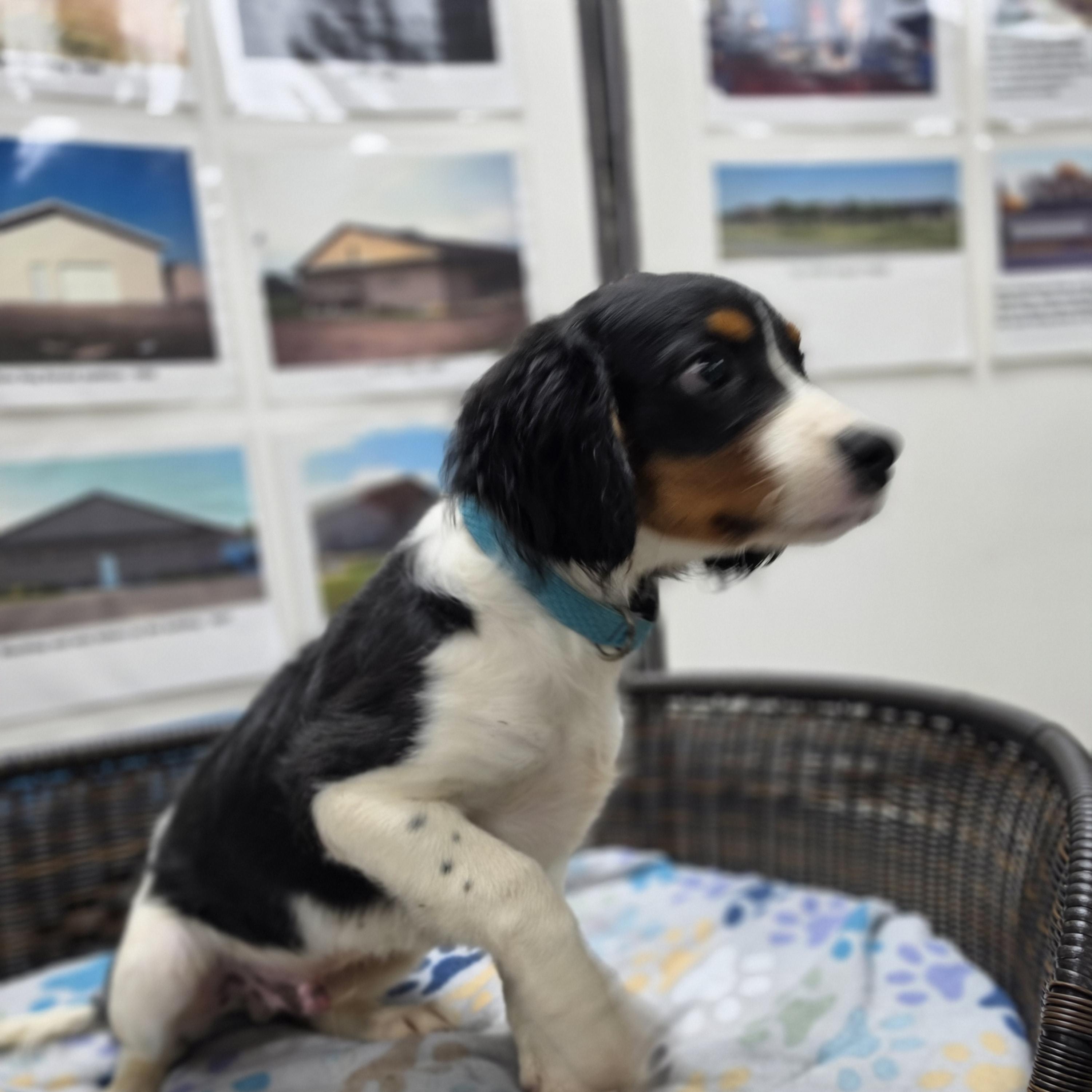 Enlarge Jack, a Adopted mixed breed in Neillsville, WI image 4/4