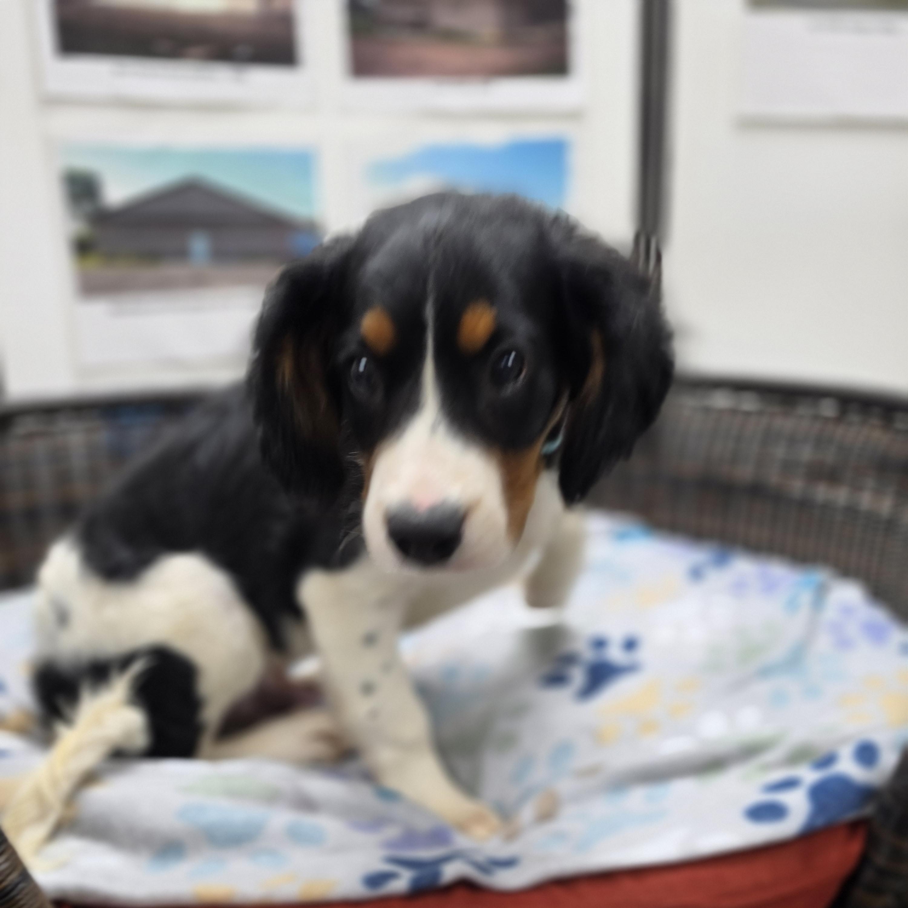 Enlarge Jack, a Adopted mixed breed in Neillsville, WI image 2/4