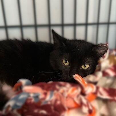 Enlarge Pauling Ablart, a Adoptable Domestic Short Hair in Davenport, IA image 1/4