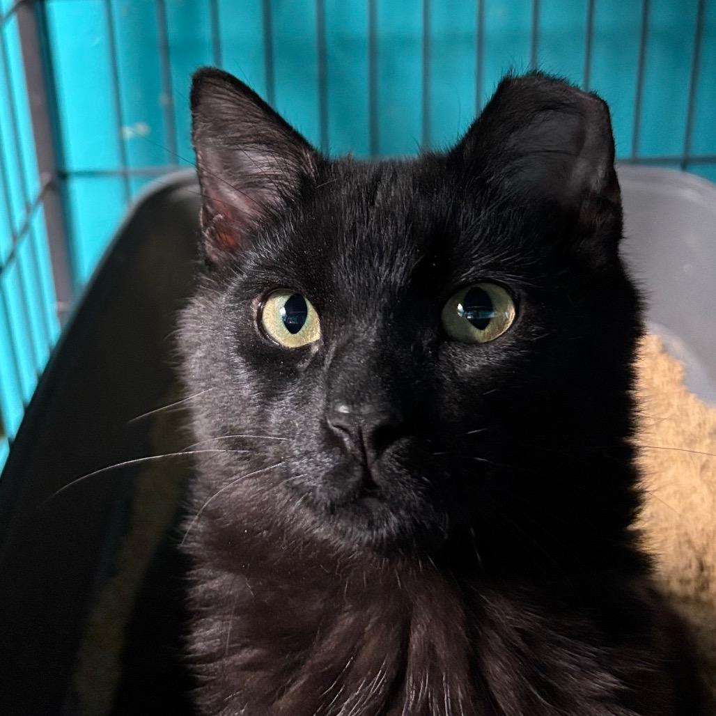 Enlarge Pauling Ablart, a Adoptable Domestic Short Hair in Davenport, IA image 2/4