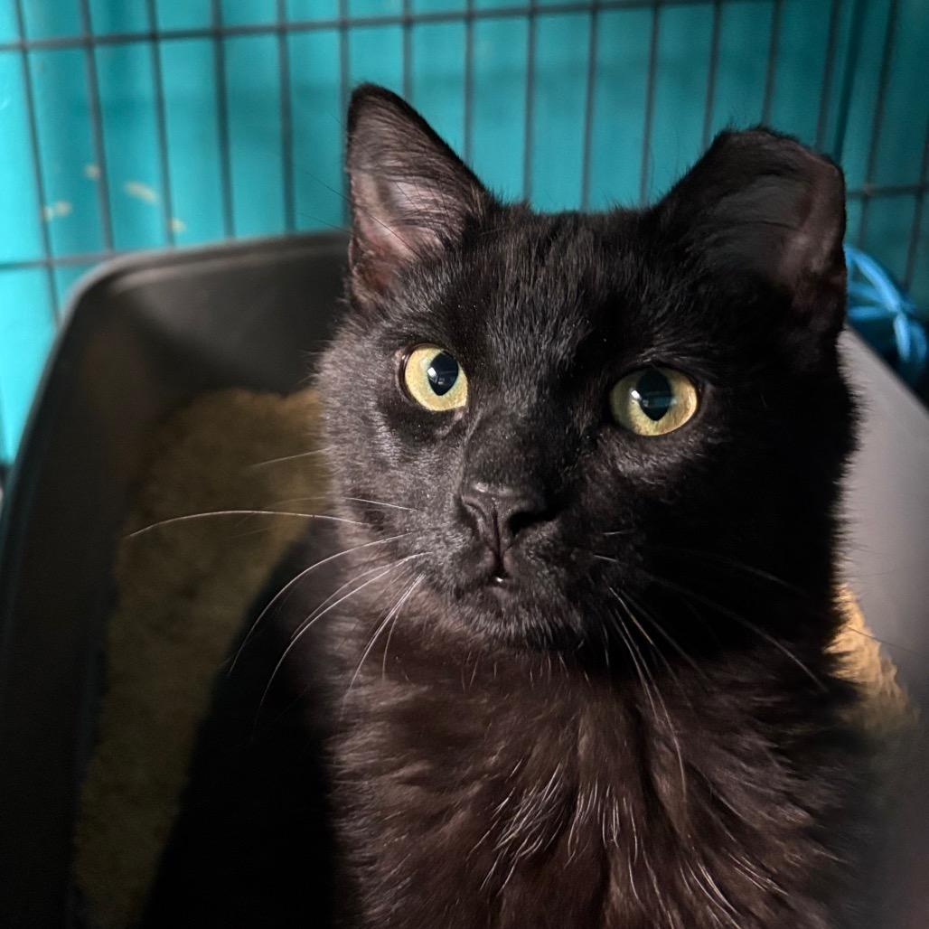 Enlarge Pauling Ablart, a Adoptable Domestic Short Hair in Davenport, IA image 3/4