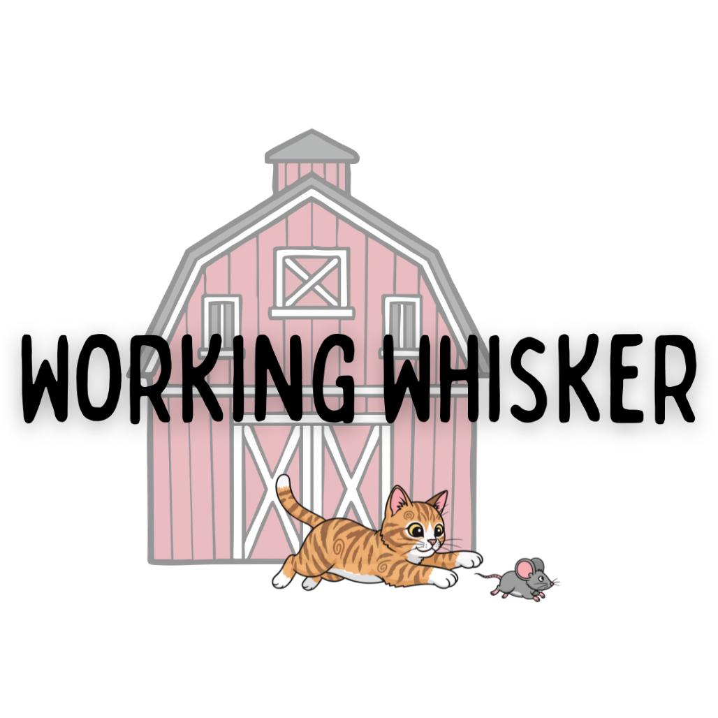 Enlarge Pauling Ablart, a Adoptable Domestic Short Hair in Davenport, IA image 4/4