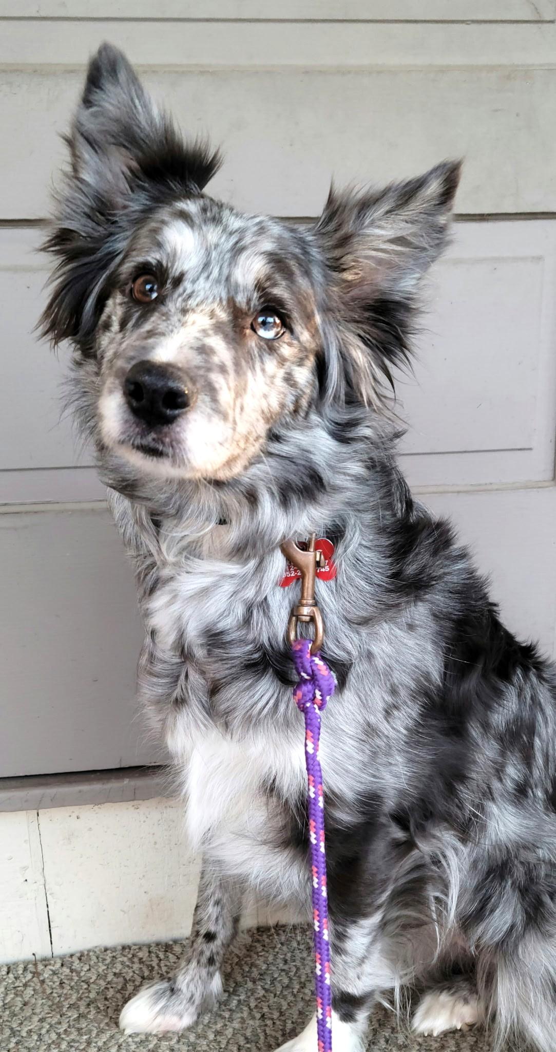 Annie, Adoptable, Adult Female Border Collie.