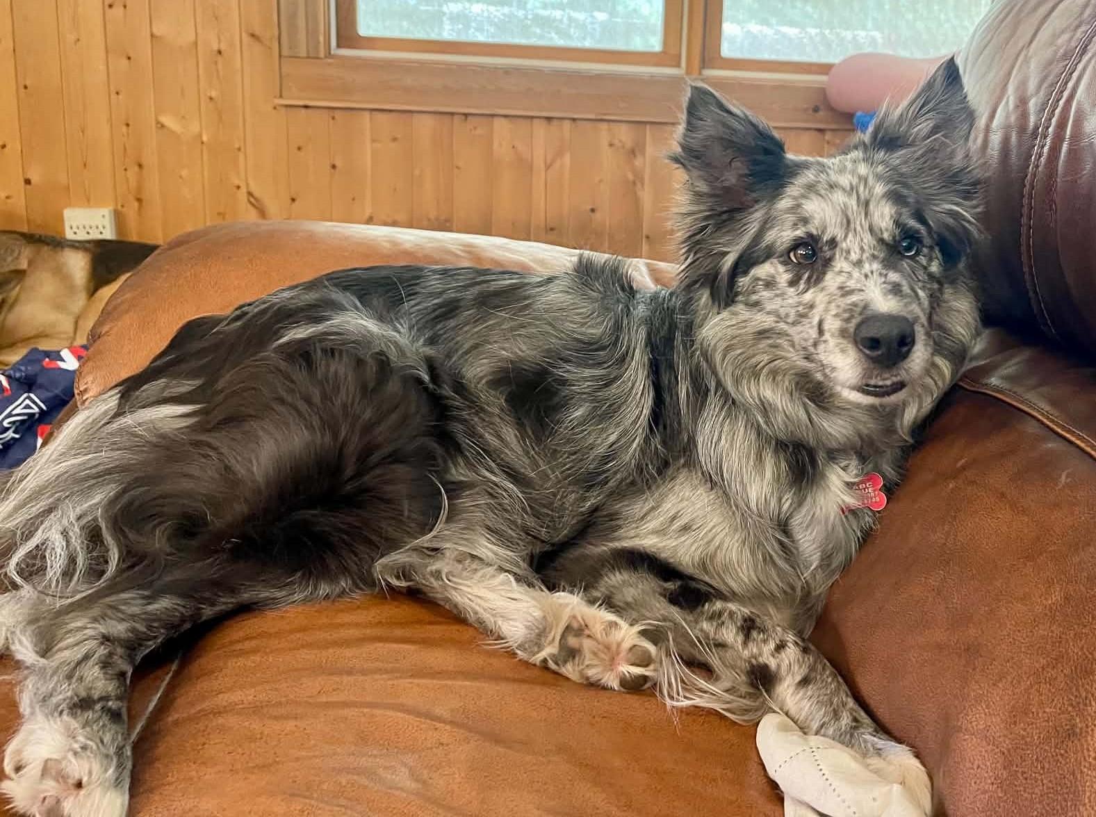 Enlarge Annie, a Adoptable Border Collie in Minneapolis, MN image 3/6