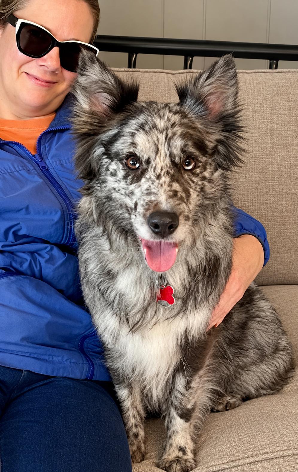 Enlarge Annie, a Adoptable Border Collie in Minneapolis, MN image 2/6