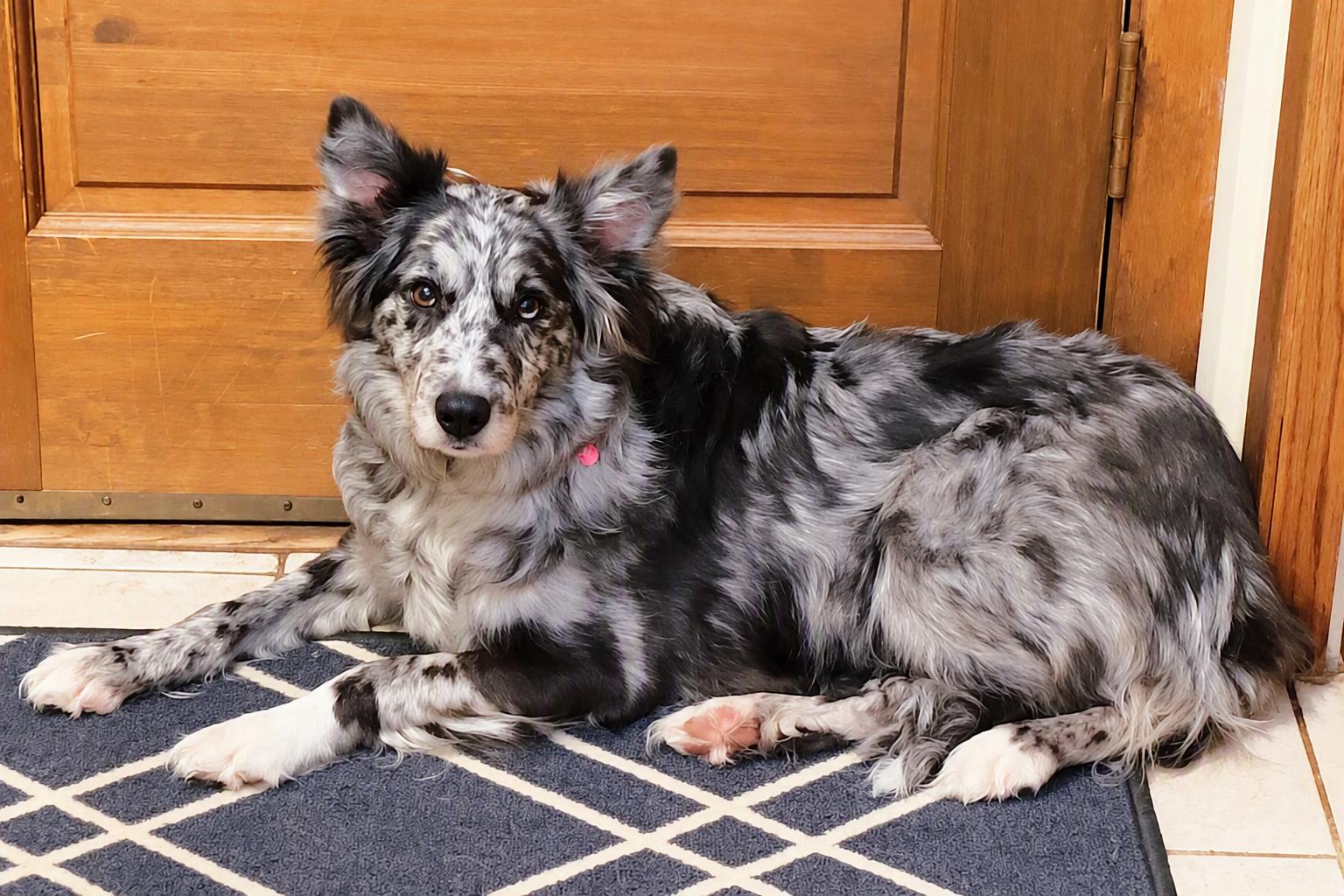 Enlarge Annie, a Adoptable Border Collie in Minneapolis, MN image 5/6