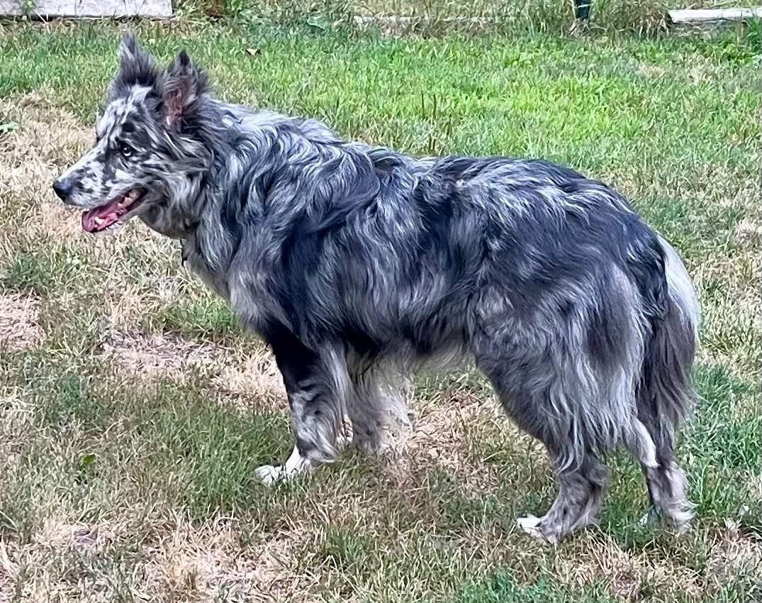 Enlarge Annie, a Adoptable Border Collie in Minneapolis, MN image 4/6