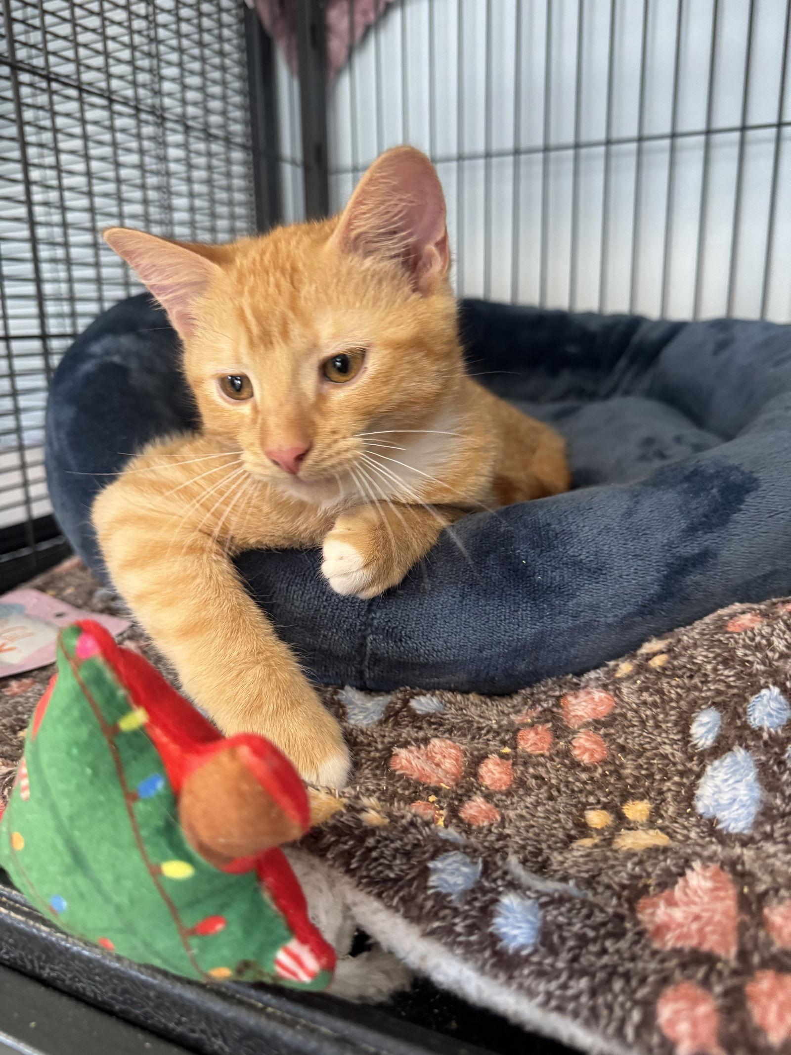 Enlarge Frankie, a Adopted Domestic Medium Hair in Naples, FL image 1/3