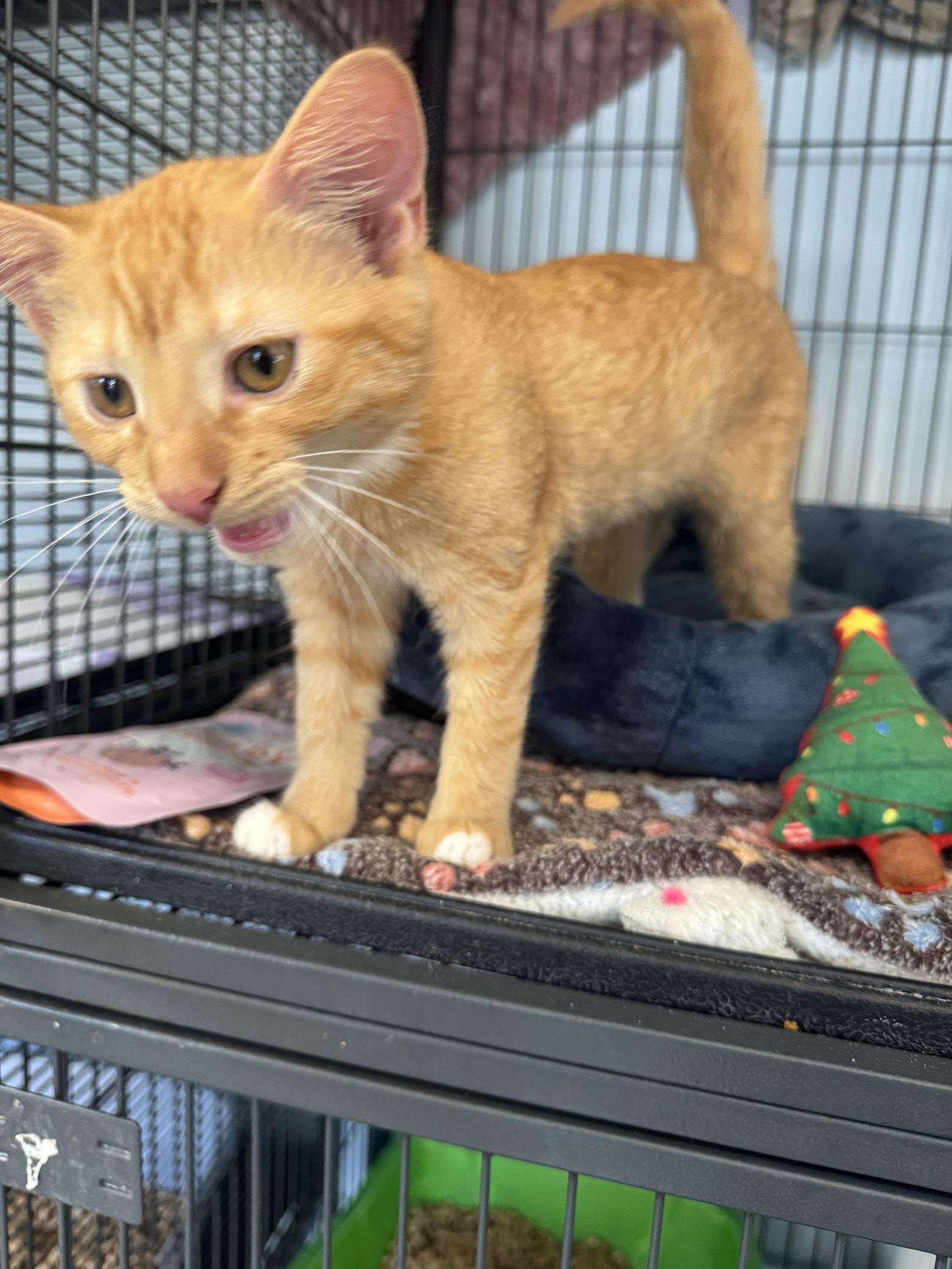 Enlarge Frankie, a Adopted Domestic Medium Hair in Naples, FL image 2/3