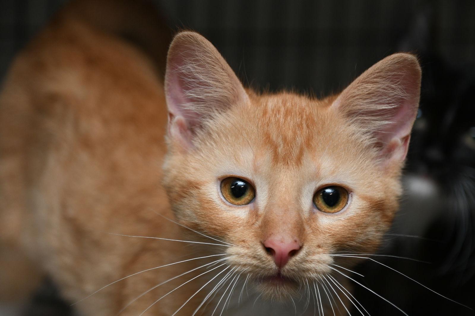 Enlarge Frankie, a Adopted Domestic Medium Hair in Naples, FL image 3/3