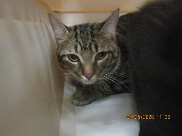 Enlarge Chris (604), a Adoptable mixed breed in Marietta, GA image 1/1