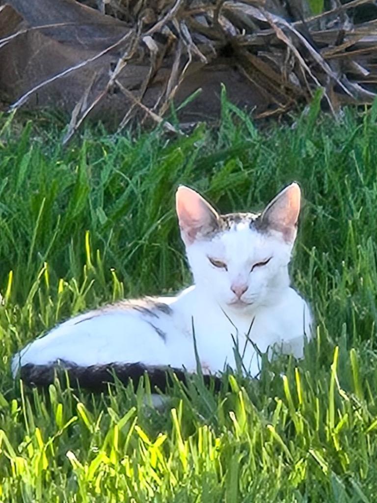 Blanca, Adoptable, Adult Female Domestic Short Hair.