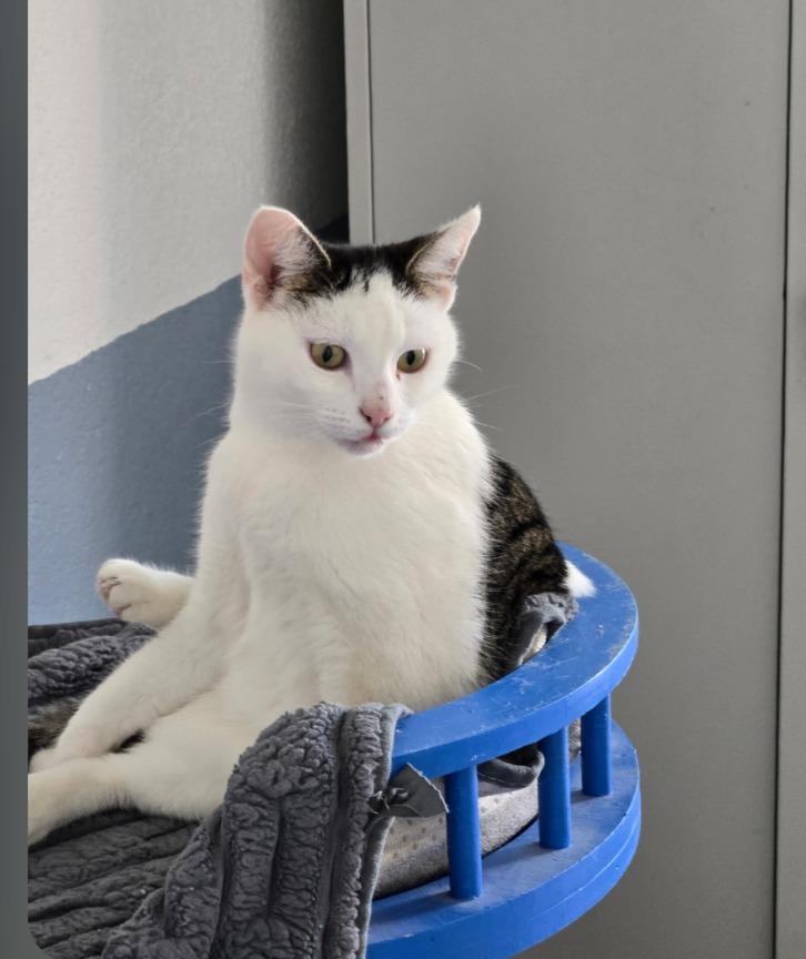 Enlarge Blanca, a Adoptable mixed breed in San Pedro, CA image 2/3
