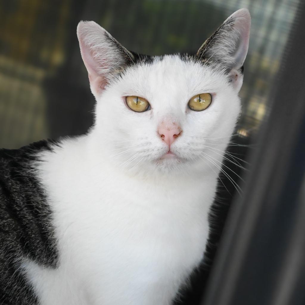 Enlarge Blanca, a Adoptable mixed breed in San Pedro, CA image 3/3