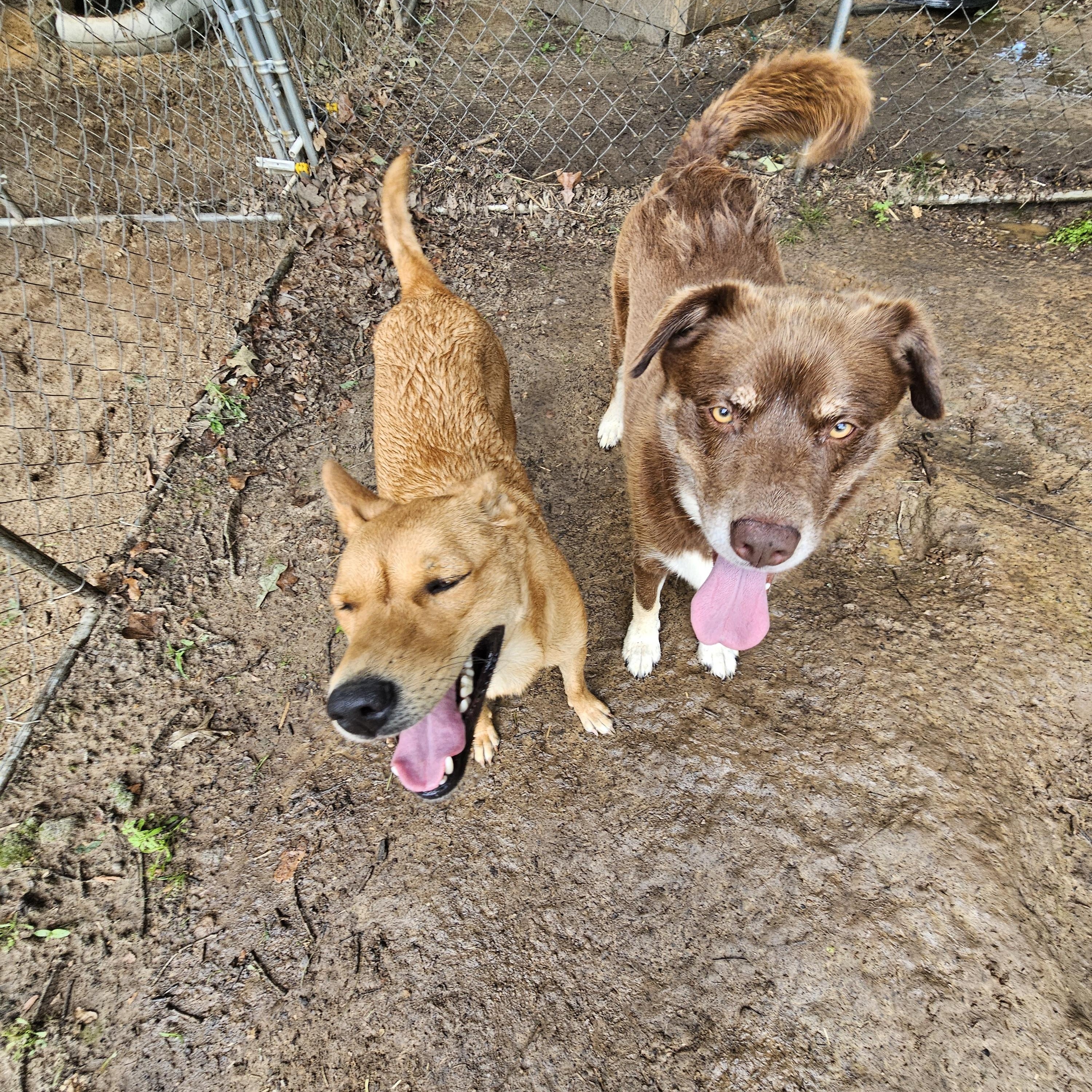 Red Robin, a Adopted mixed breed in Baldwyn, MS image 5/5