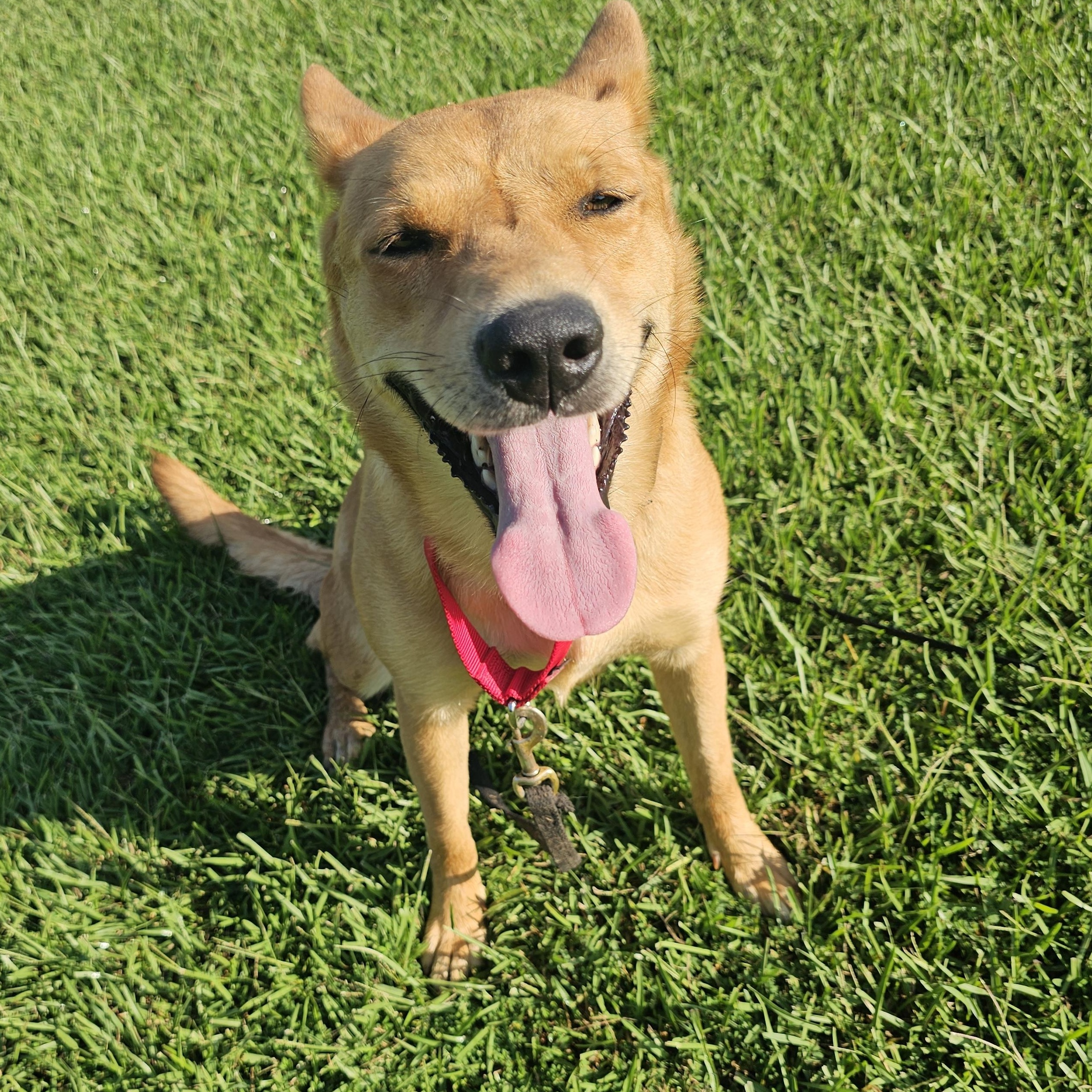 Red Robin, Adopted, Young Female Carolina Dog.