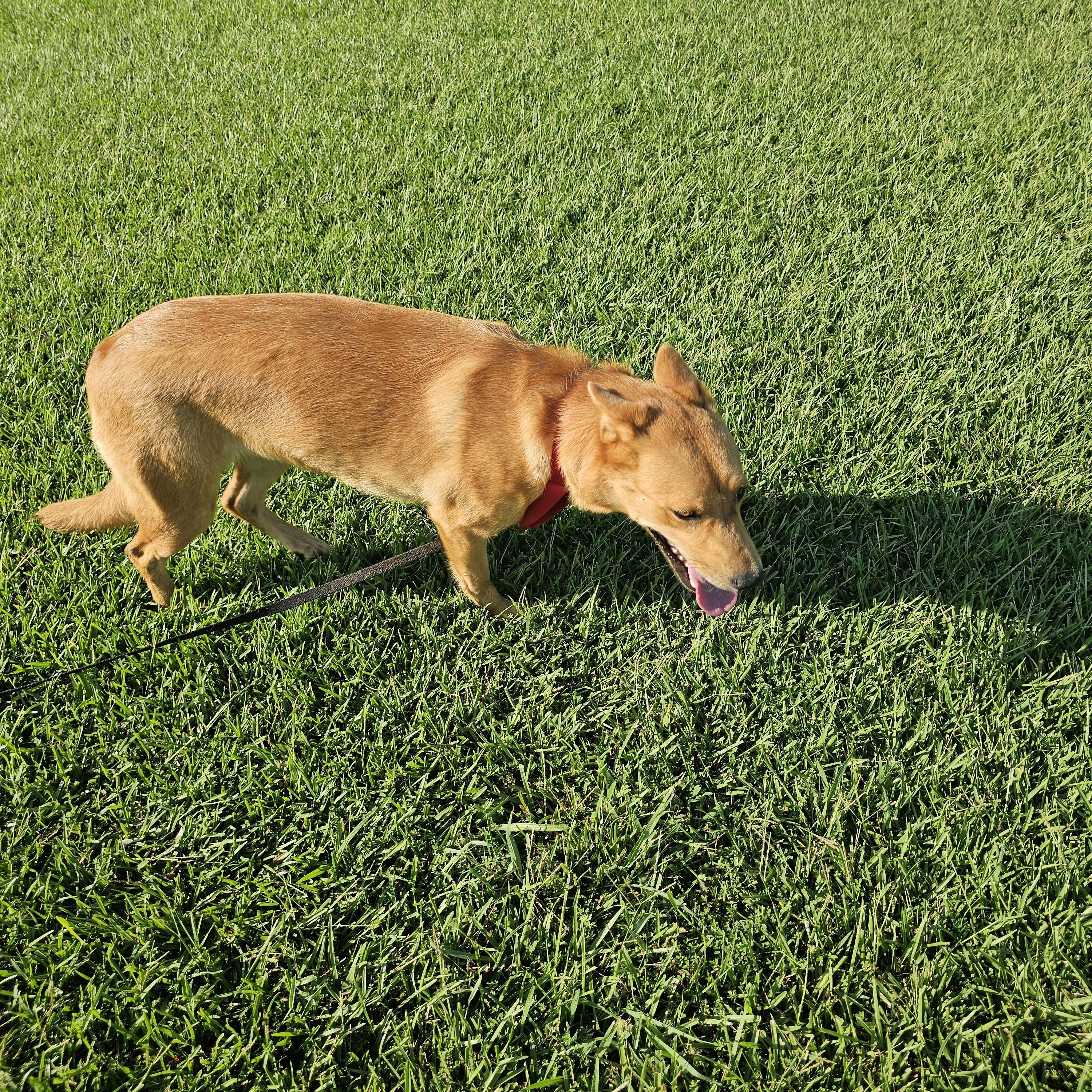 Red Robin, a Adopted mixed breed in Baldwyn, MS image 3/5