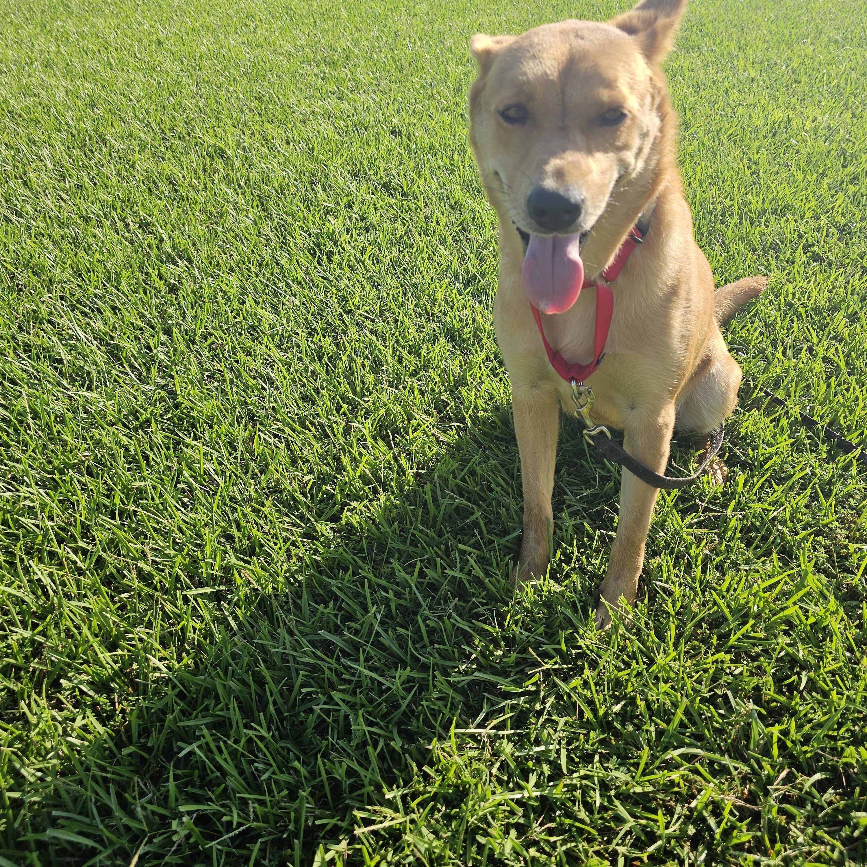 Red Robin, a Adopted mixed breed in Baldwyn, MS image 4/5