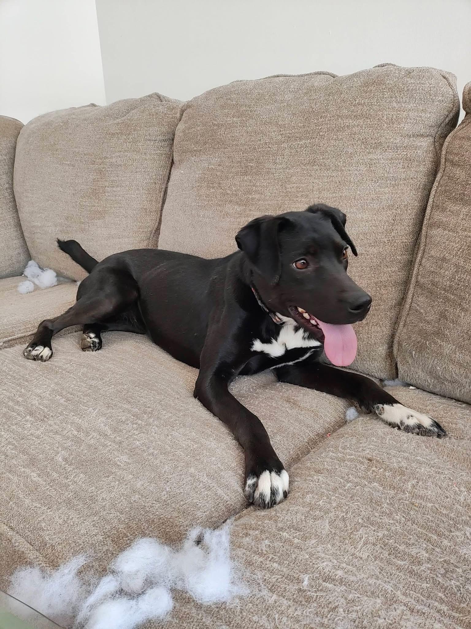 Audra , an adopted mixed breed in Grove City, OH image 2/4