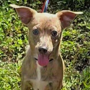 Bam Bam, an adopted Mixed Breed in Milledgeville, GA image 2/5