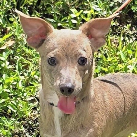 Bam Bam, adopted, Young Male Mixed Breed.