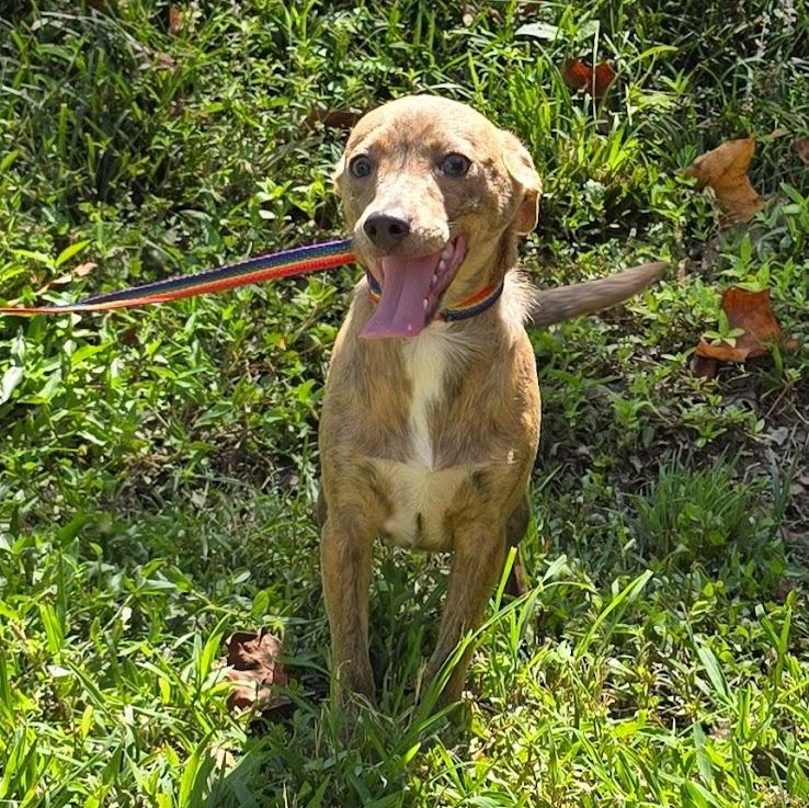 Bam Bam, an adopted Mixed Breed in Milledgeville, GA image 5/5