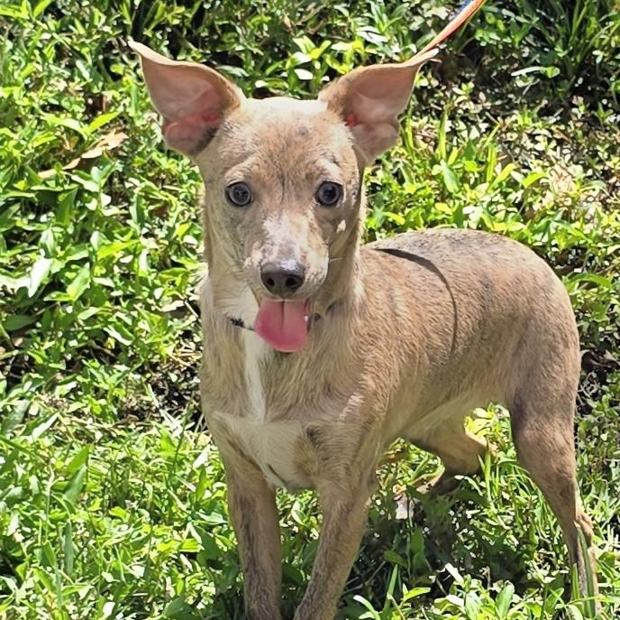 Bam Bam, an adopted Mixed Breed in Milledgeville, GA image 3/5