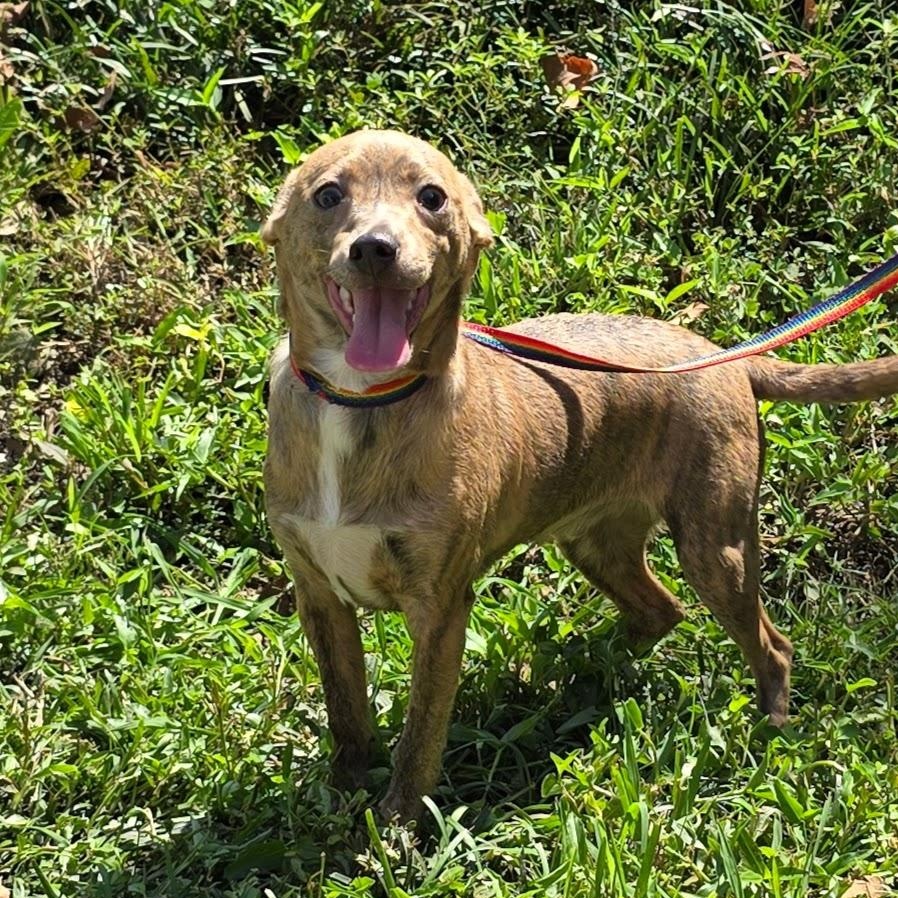 Bam Bam, an adopted Mixed Breed in Milledgeville, GA image 4/5